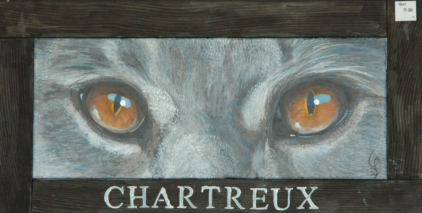 Yeux Chartreux